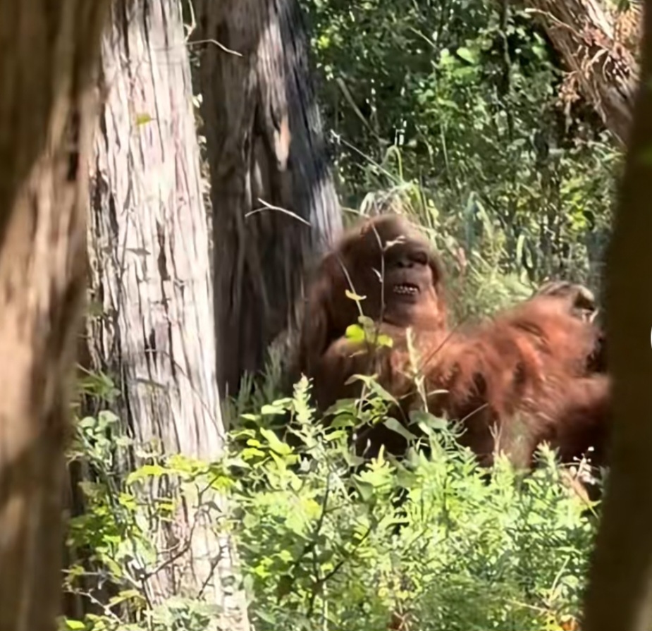 Bigfoot fångad på film av Tiktokprofil